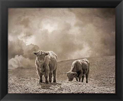 Framed Scottish Highland Cattle No. 2 Print