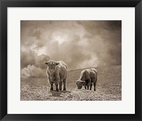 Framed Scottish Highland Cattle No. 2 Print