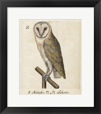 Framed Barn Owl, 1560-1585 Print