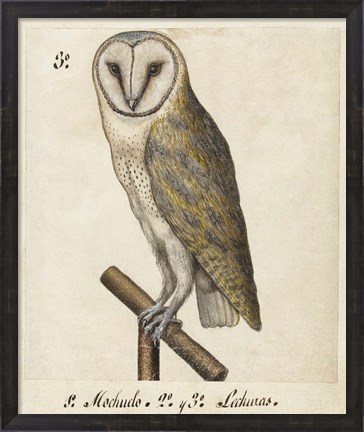 Framed Barn Owl, 1560-1585 Print