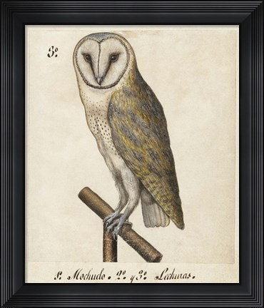 Framed Barn Owl, 1560-1585 Print