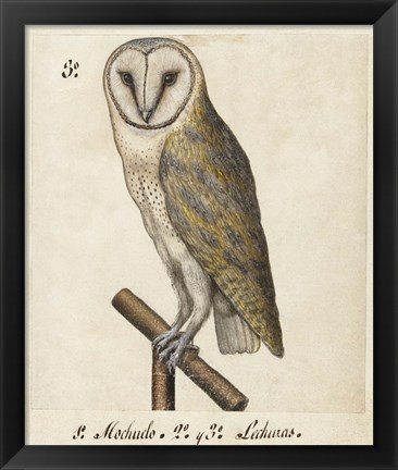 Framed Barn Owl, 1560-1585 Print