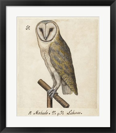 Framed Barn Owl, 1560-1585 Print