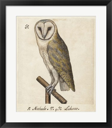 Framed Barn Owl, 1560-1585 Print