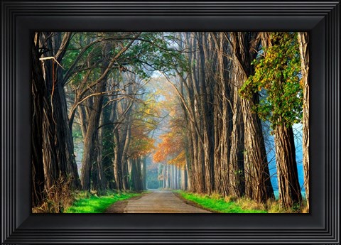 Framed Acacias in Autumn Print