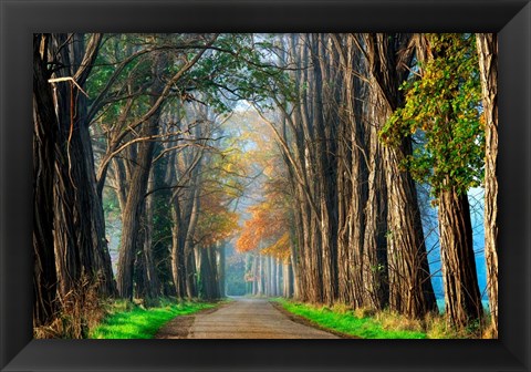 Framed Acacias in Autumn Print