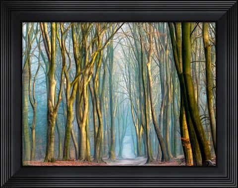 Framed Light &amp; Trees Print
