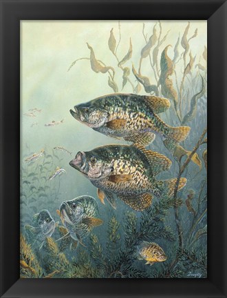 Framed Black Crappies Print