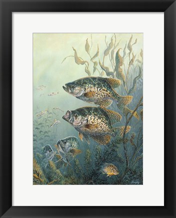 Framed Black Crappies Print