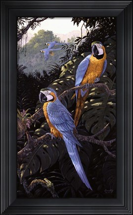 Framed Macaws Print