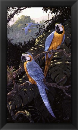 Framed Macaws Print