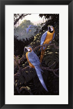 Framed Macaws Print