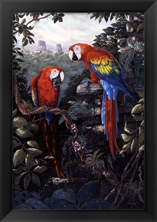 Framed Macaws Red Print