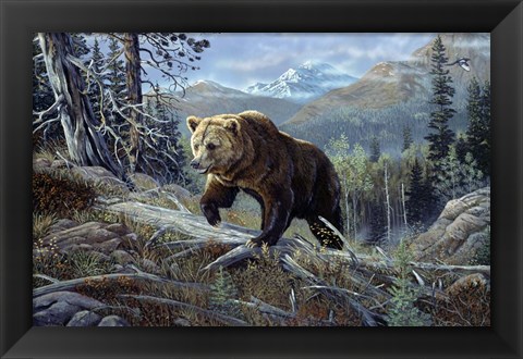 Framed Over The Top Grizzly Print