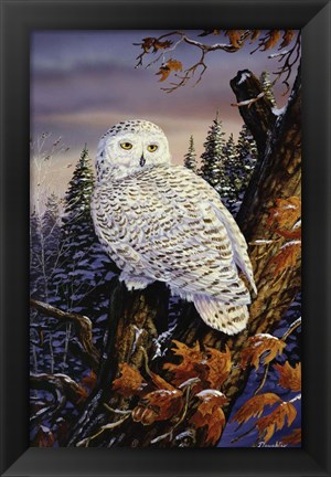 Framed Snowy Owl Print