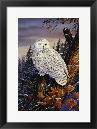 Framed Snowy Owl Print