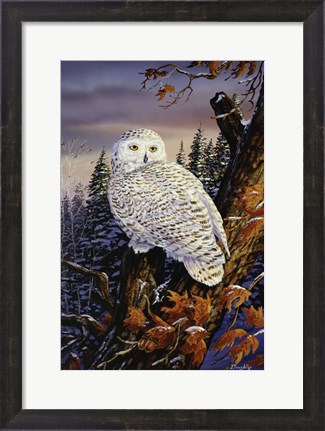 Framed Snowy Owl Print