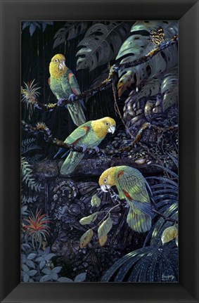 Framed Yellow Headed Amazons Print