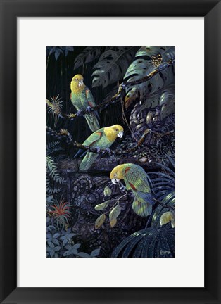 Framed Yellow Headed Amazons Print