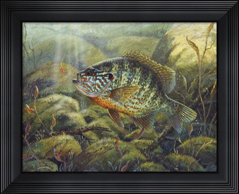 Framed Pumpkin Seed Print
