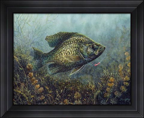 Framed Black Crappie Print