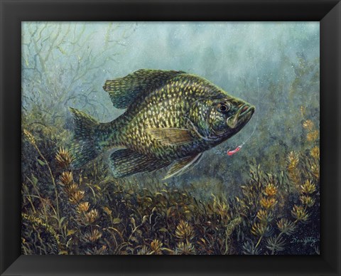 Framed Black Crappie Print