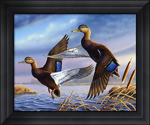 Framed Black Mallards Print