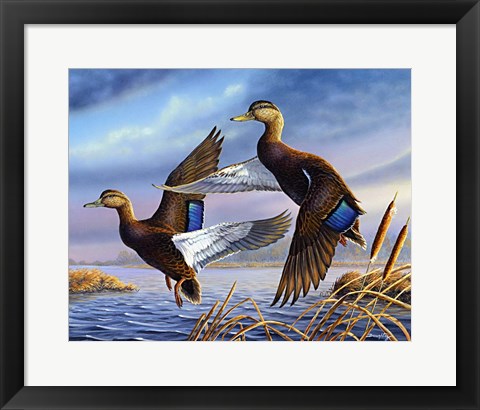 Framed Black Mallards Print