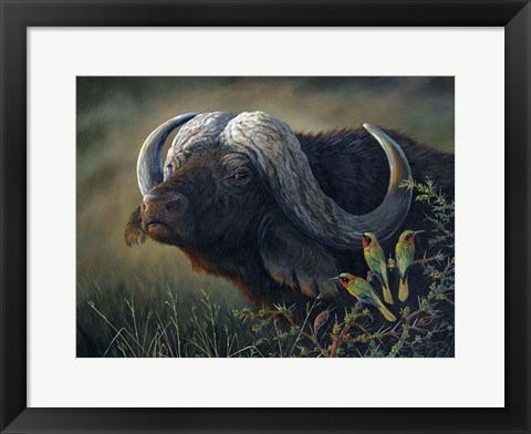 Framed Caped Buffalo Print