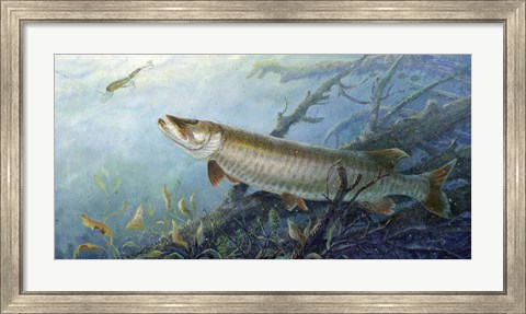 Framed Fish Of A Lifetime Print