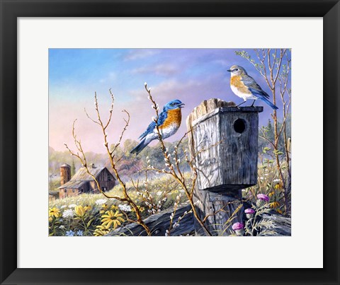 Framed Old Homestead Bluebirds Print