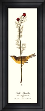 Framed Selby&#39;s Flycatcher Print