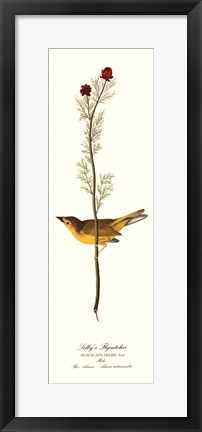 Framed Selby&#39;s Flycatcher Print