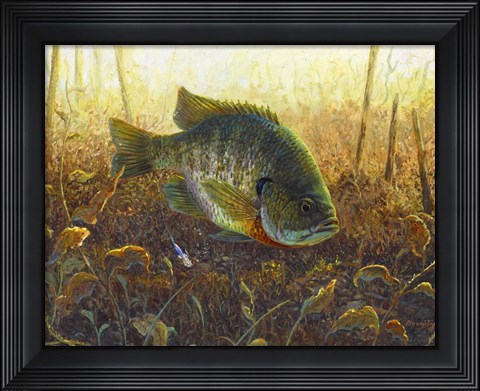Framed Bluegill Print