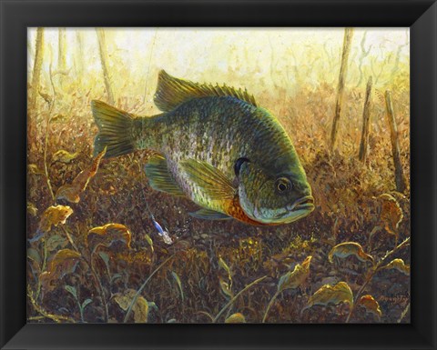 Framed Bluegill Print