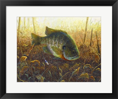 Framed Bluegill Print