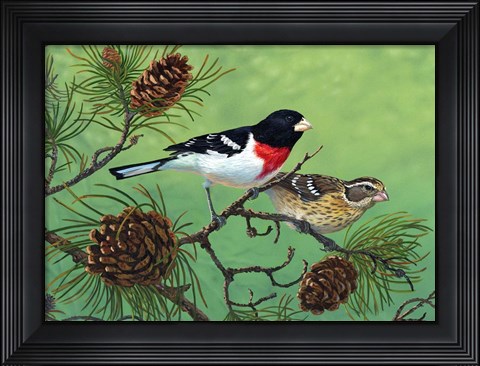 Framed Rose Brested Grosbeaks Print