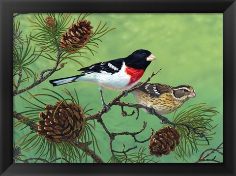 Framed Rose Brested Grosbeaks Print