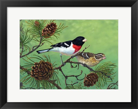 Framed Rose Brested Grosbeaks Print