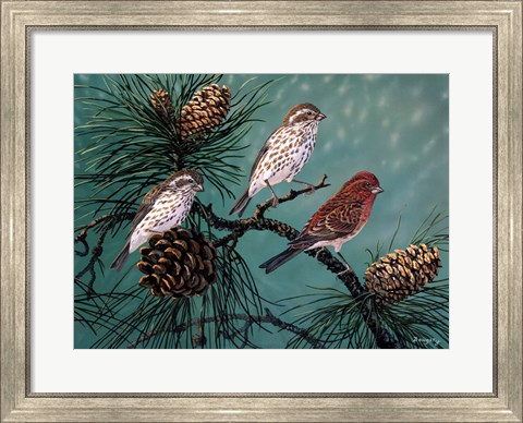 Framed Purple Finches Print