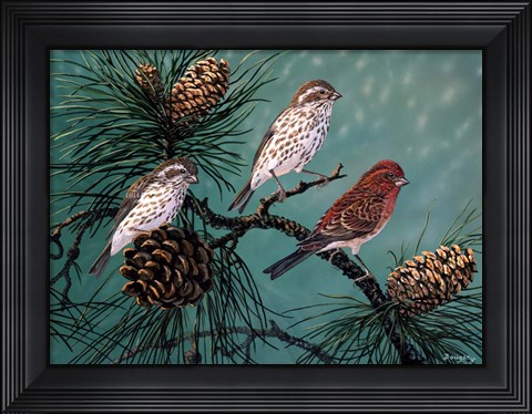 Framed Purple Finches Print