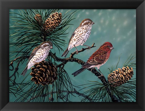 Framed Purple Finches Print