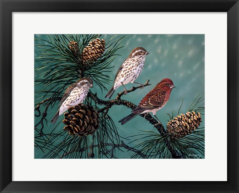 Framed Purple Finches Print