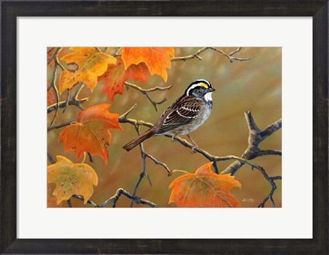 Framed Whitethroated Sparrow Print