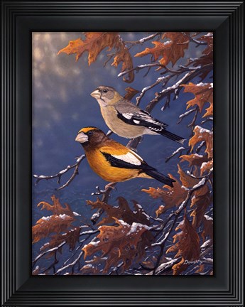 Framed Evening Grosbeaks Print