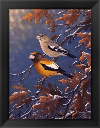 Framed Evening Grosbeaks Print