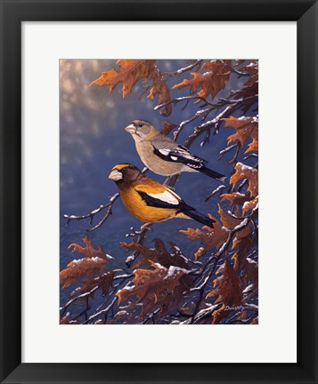 Framed Evening Grosbeaks Print