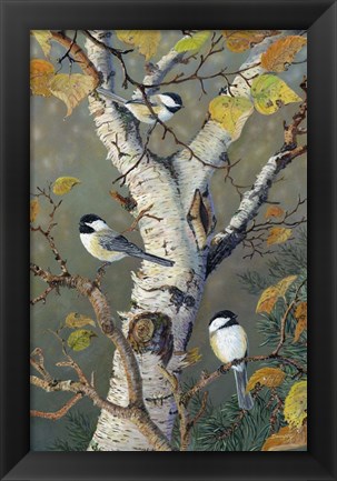 Framed Chickadees In Birch Print