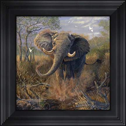 Framed Angry Tusker Print