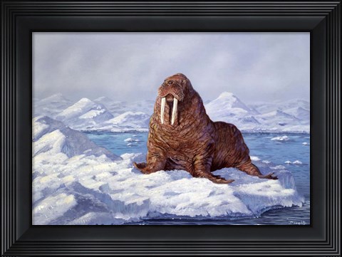 Framed Walrus Print
